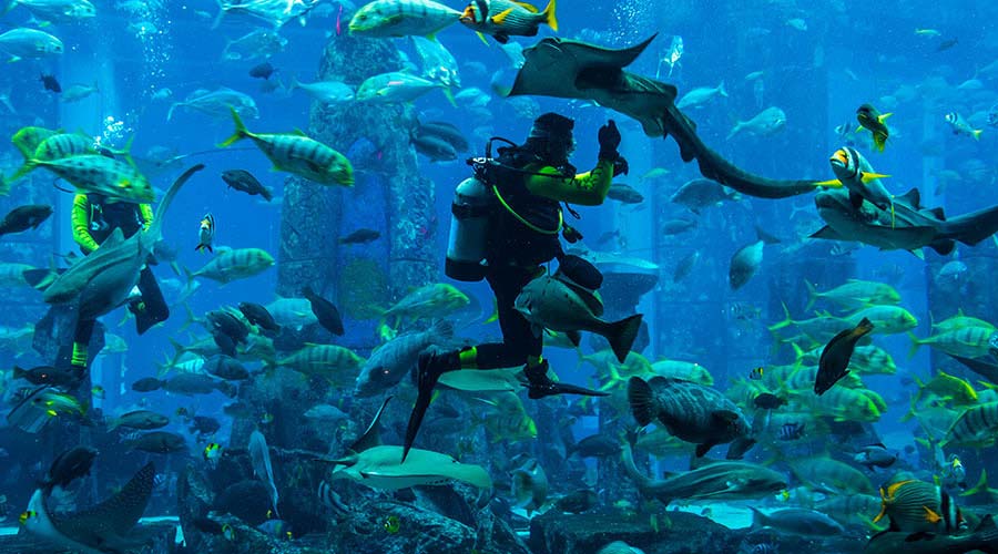 scuba diving tour in dubai